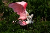 Ajaia-ajaja;Breeding;Breeding-Behavior;Roseate-Spoonbill;Spoonbill;avifauna;bird